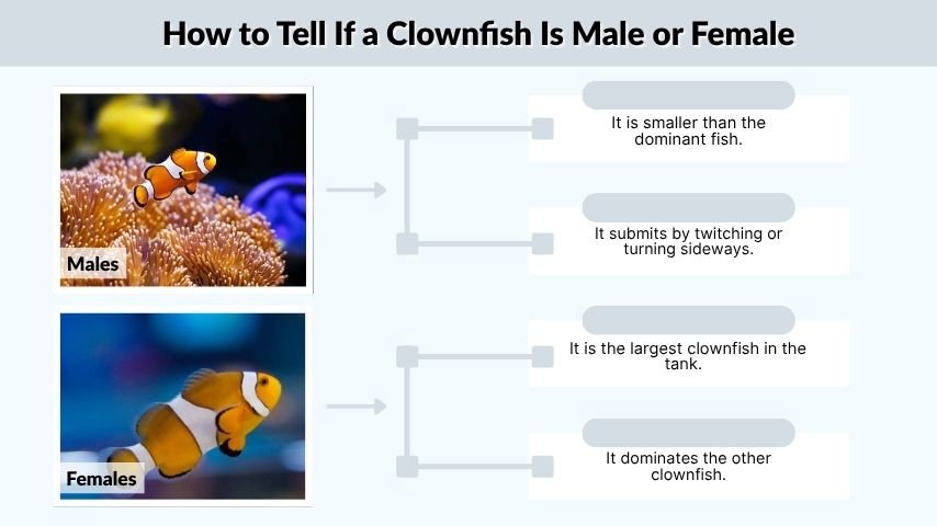 How to Tell If a Clownfish Is Male or Female