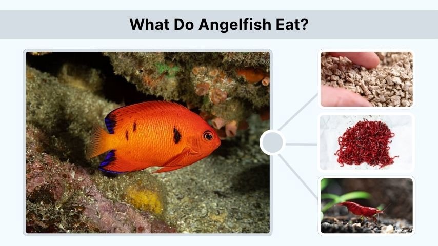 What Do Angelfish Eat?
