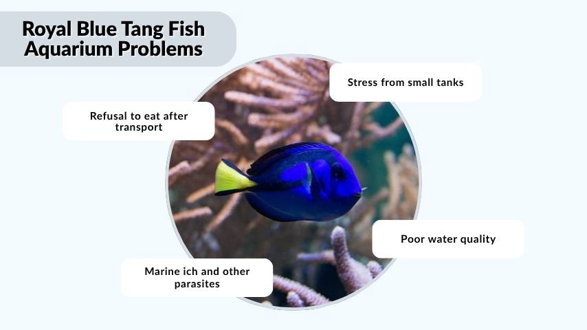 Royal Blue Tang Fish Aquarium Problems