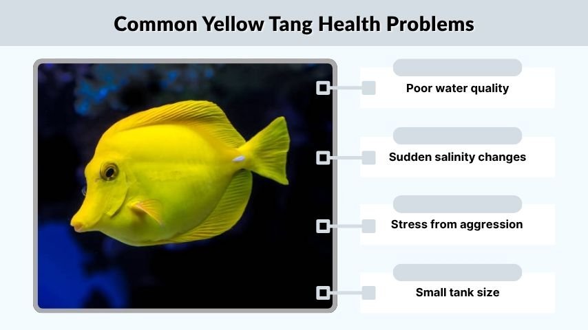 Common Yellow Tang Health Problems