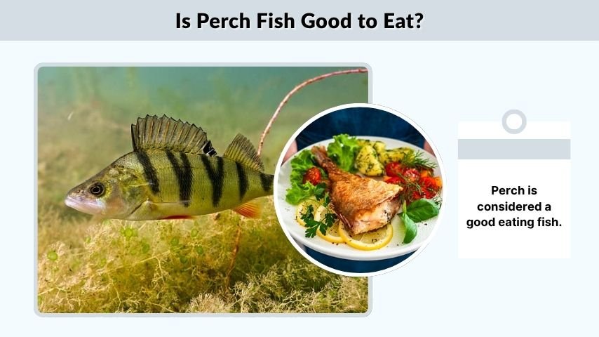 Is Perch Fish Good to Eat?