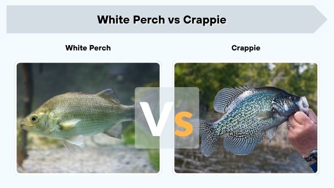 White Perch vs Crappie
