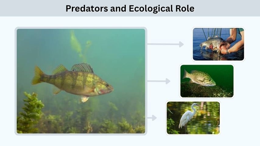 Predators and Ecological Role