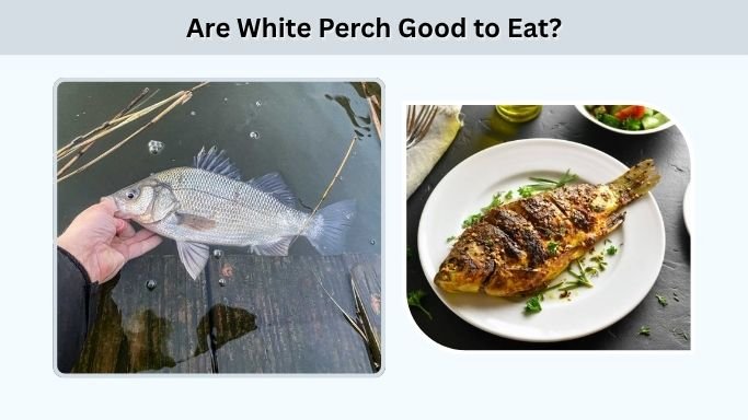 Are White Perch Good to Eat?