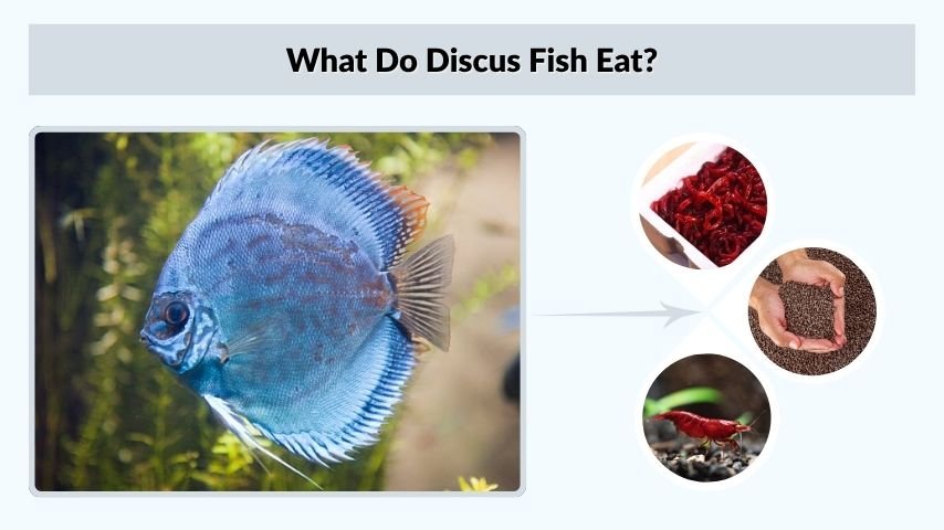 What Do Discus Fish Eat?