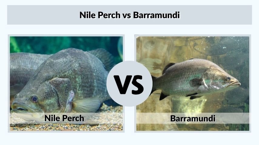 Nile Perch vs Barramundi