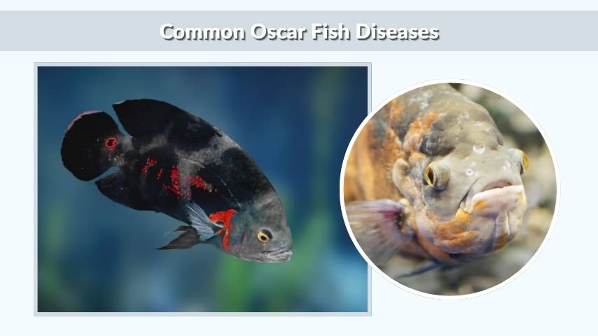 Common Oscar Fish Diseases