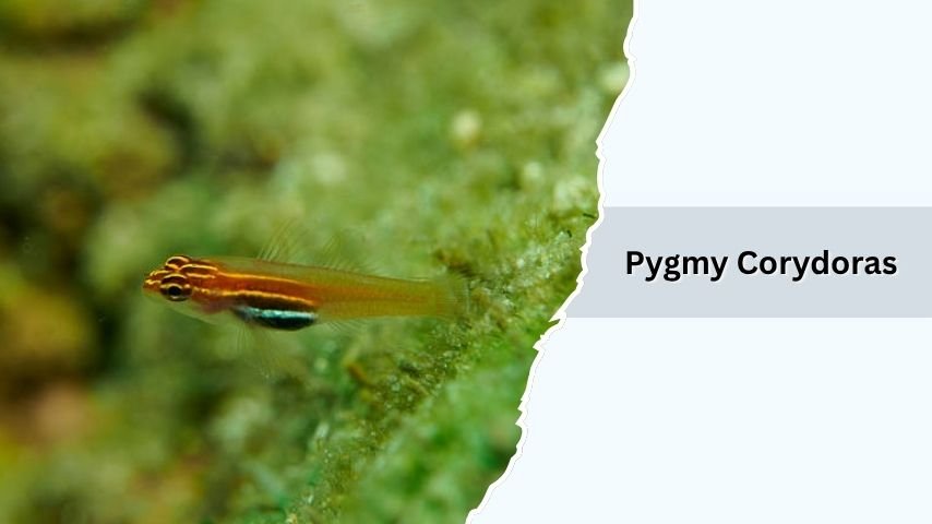 Pygmy Corydoras