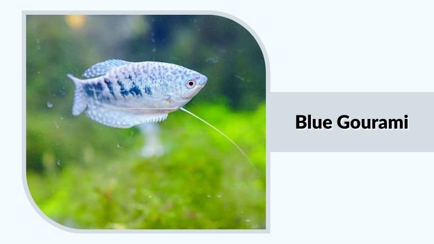 Blue Gourami