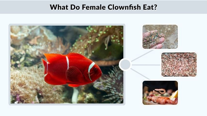 What Do Female Clownfish Eat?