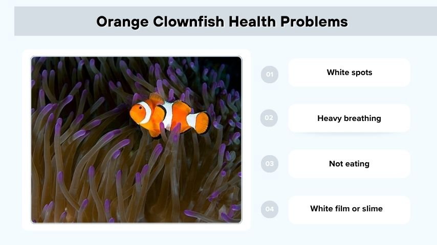 Orange Clownfish Health Problems