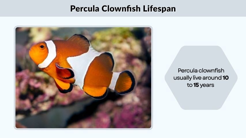 Percula Clownfish Lifespan