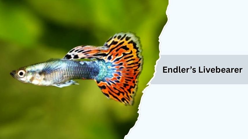 Endler’s Livebearer