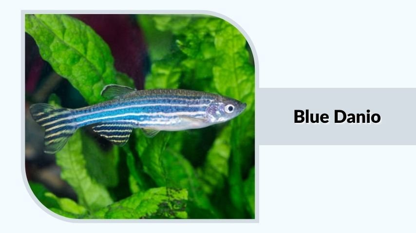 Blue Danio