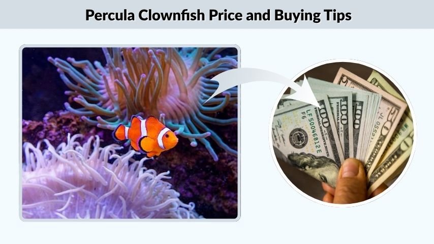 Percula Clownfish Price and Buying Tips