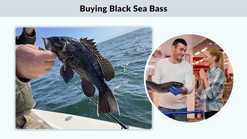 Buying Black Sea Bass