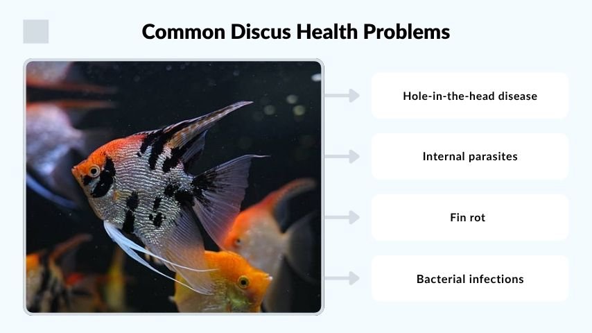 Common Discus Health Problems