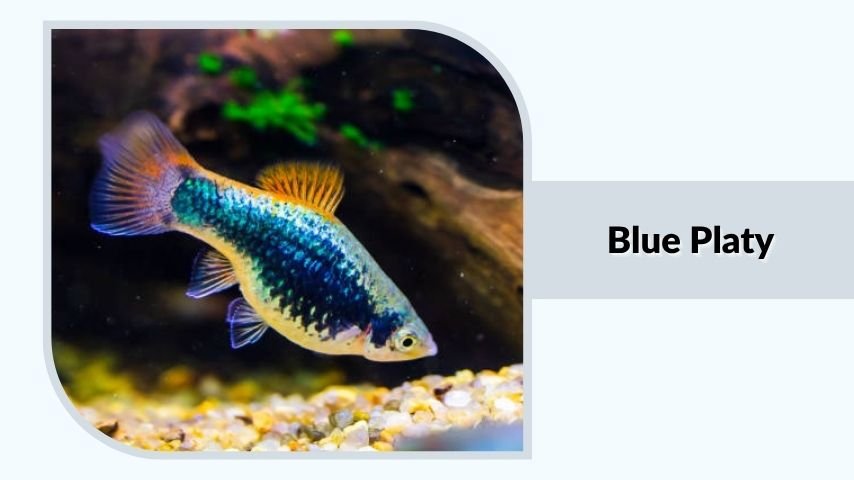 Blue Platy