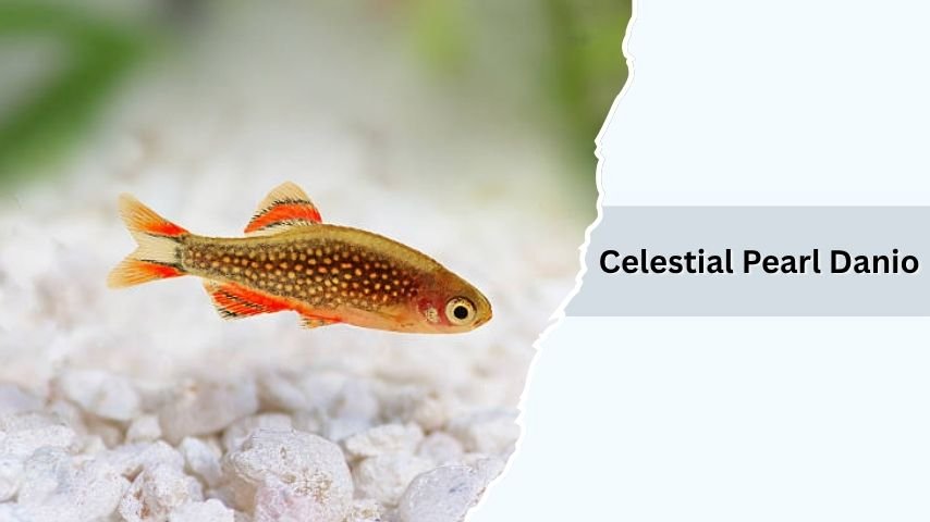 Celestial Pearl Danio