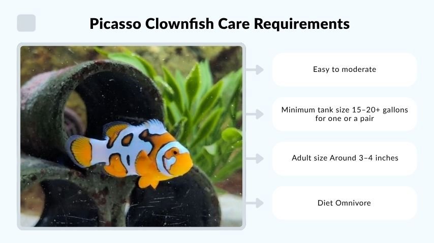 Picasso Clownfish Care Requirements