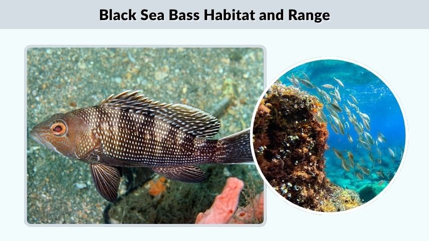 Black Sea Bass Habitat and Range