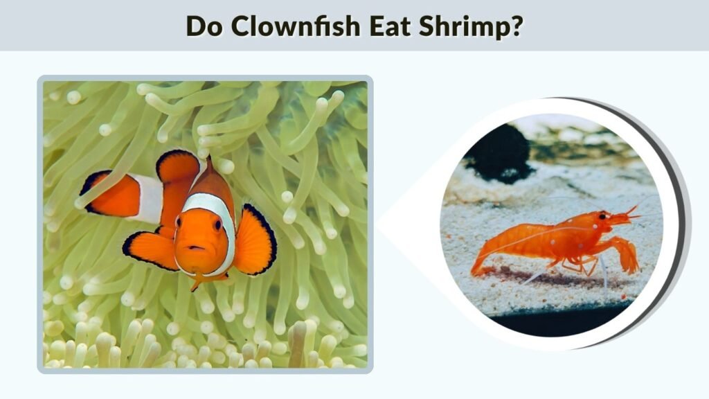 Do Clownfish Eat Shrimp?