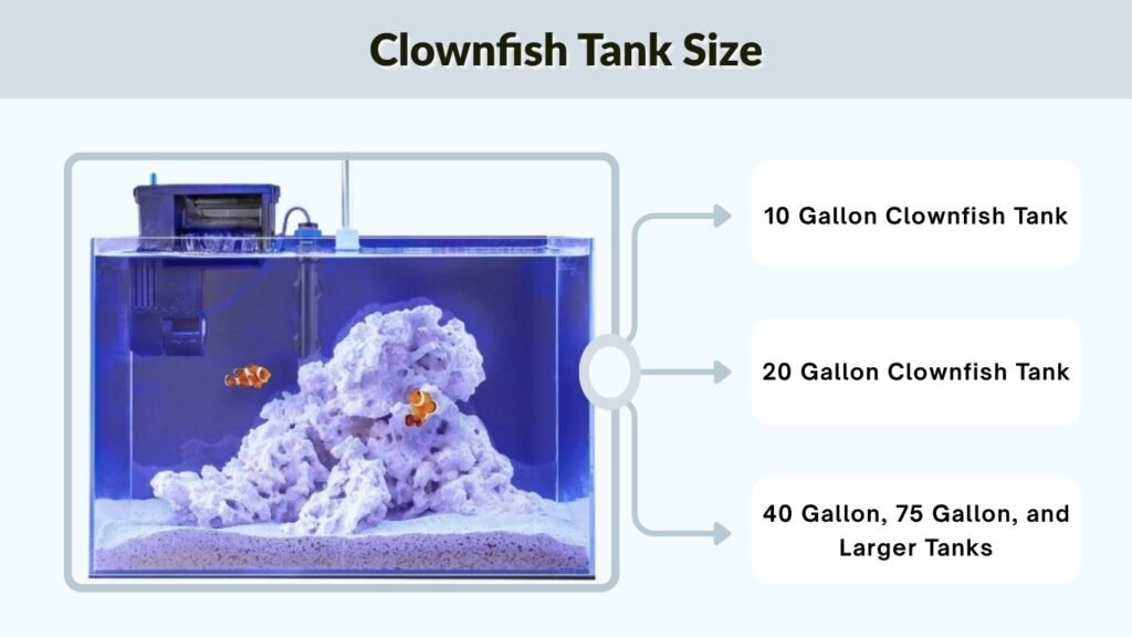 Clownfish Tank Size
