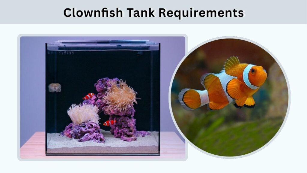 Clownfish Tank Requirements