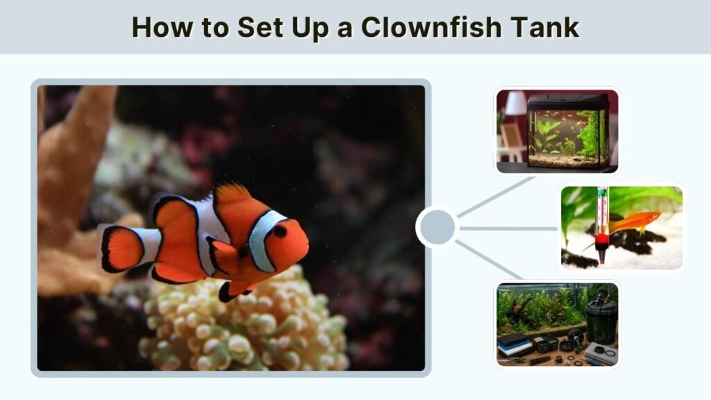 How to Set Up a Clownfish Tank