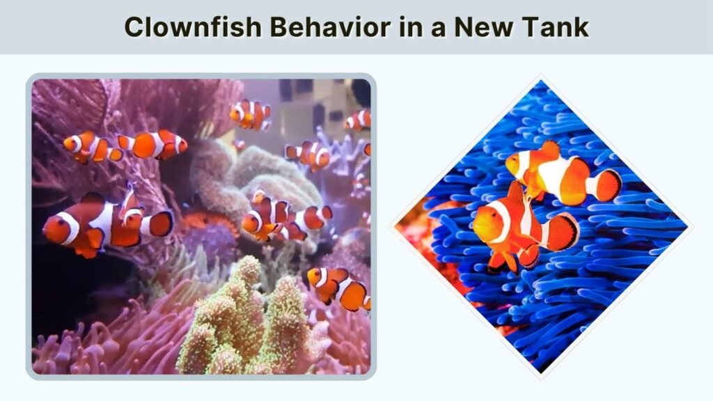 Clownfish Behavior in a New Tank