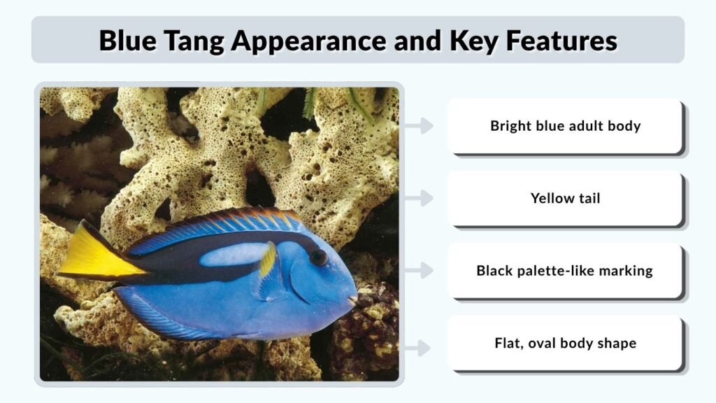 Blue Tang Appearance and Key Features