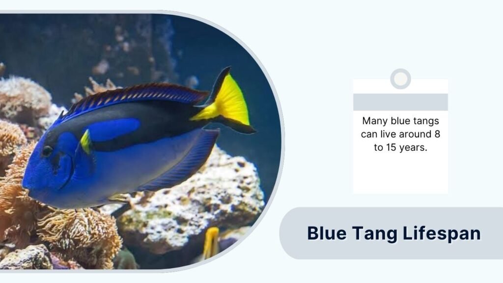 Blue Tang Lifespan