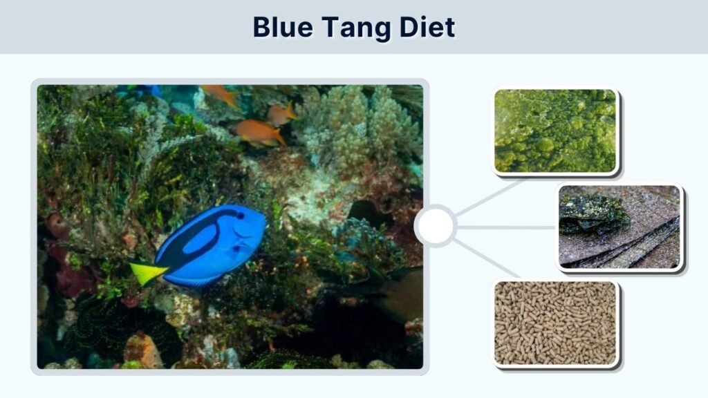 Blue Tang Diet