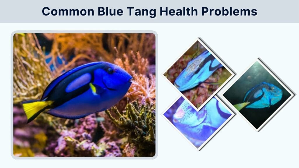 Common Blue Tang Health Problems