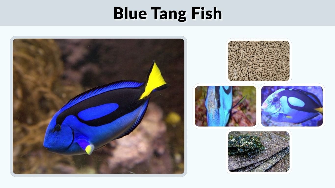 Blue Tang Fish: Care, Diet, Tank Size, and Lifespan
