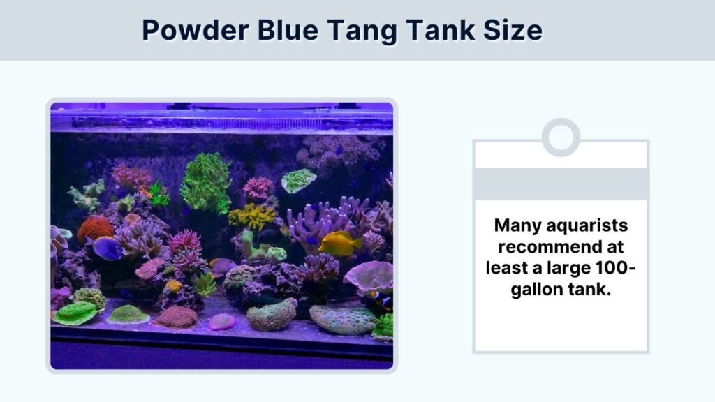 Powder Blue Tang Tank Size