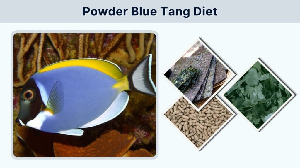 Powder Blue Tang Diet