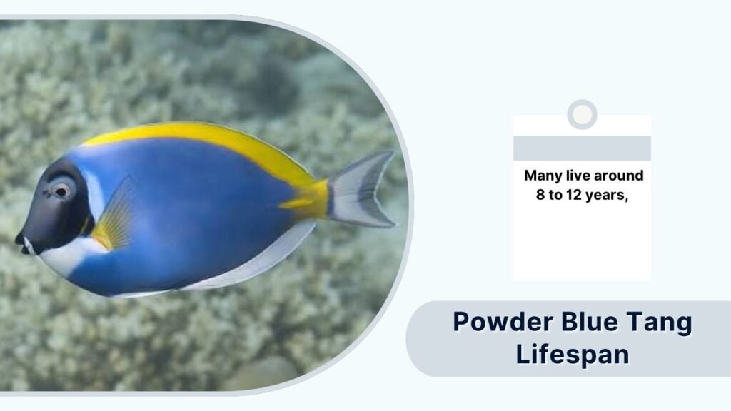 Powder Blue Tang Lifespan