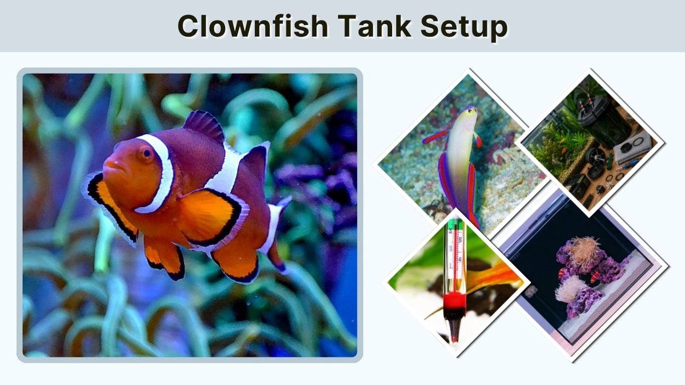 Clownfish Tank Setup: Size, Care, and Tank Mates