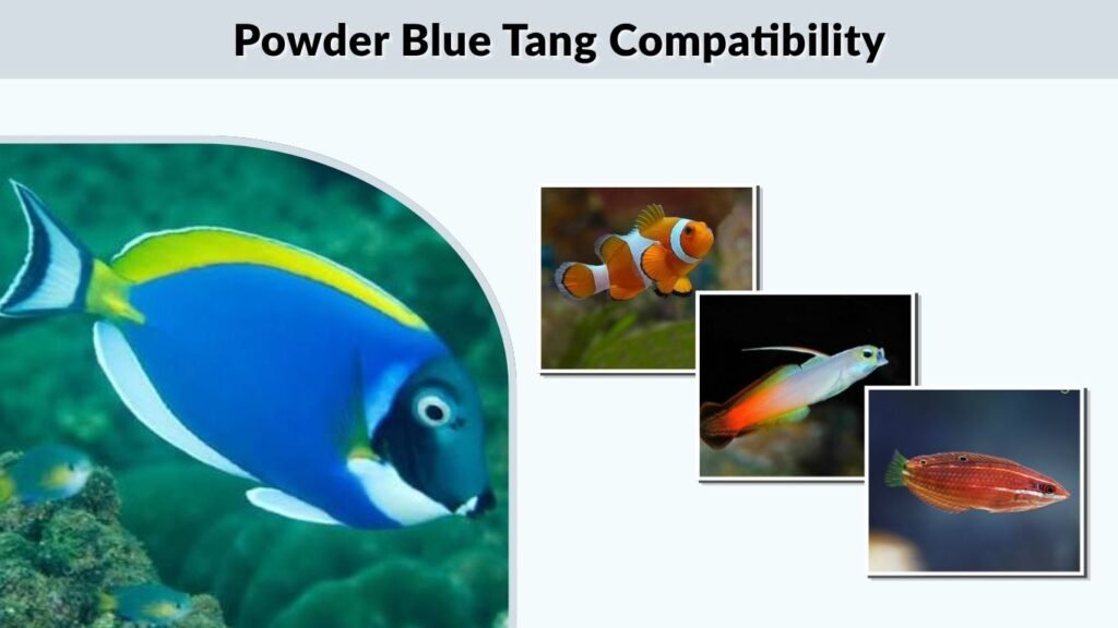 Powder Blue Tang Compatibility