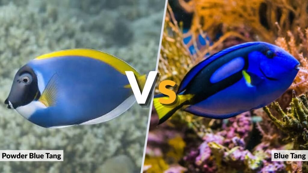 Powder Blue Tang vs Blue Tang