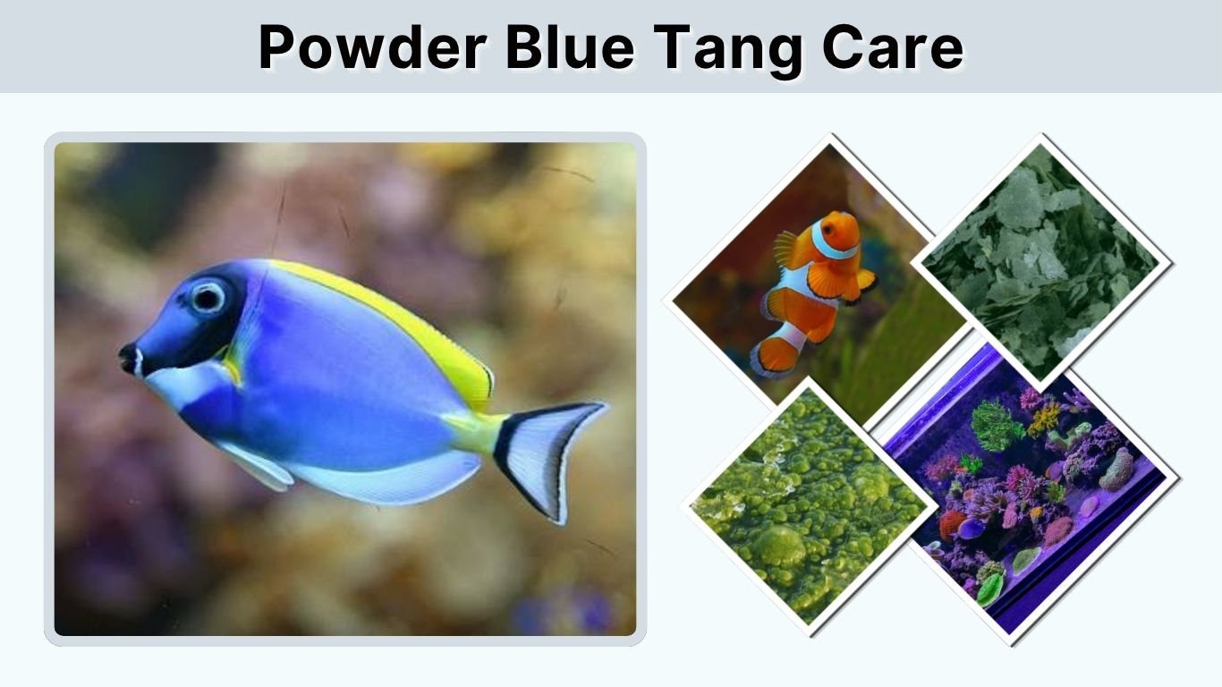 Powder Blue Tang Care: Tank Size, Diet, Lifespan, and Compatibility