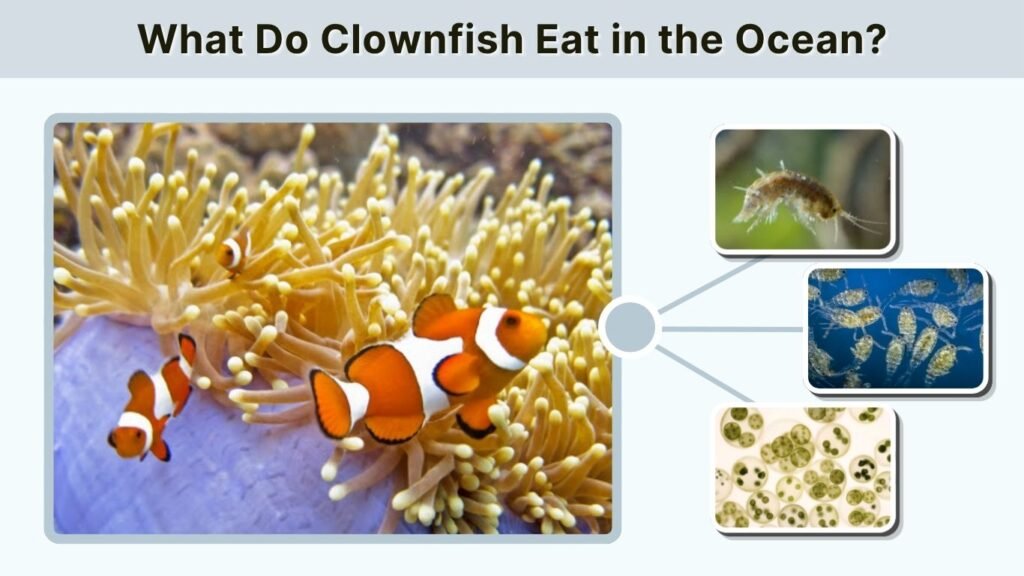 What Do Clownfish Eat in the Ocean?