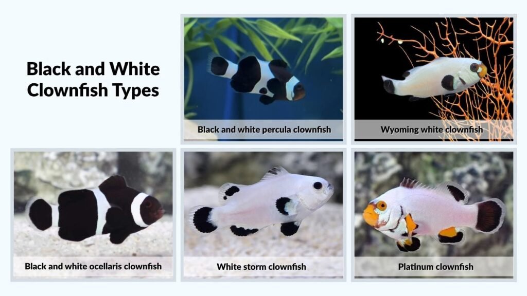 Black and White Clownfish Types