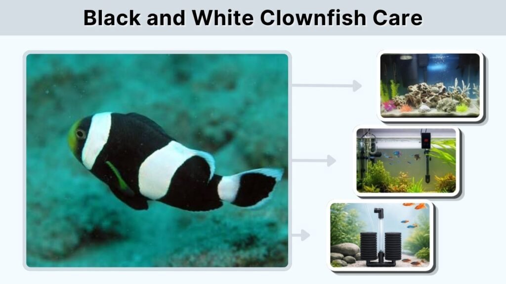 Black and White Clownfish Care