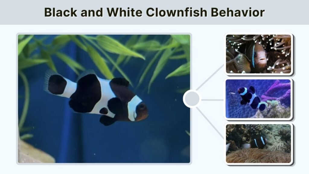 Black and White Clownfish Behavior