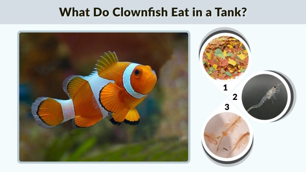 What Do Clownfish Eat in a Tank?