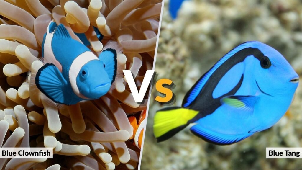 Blue Clownfish vs Blue Tang
