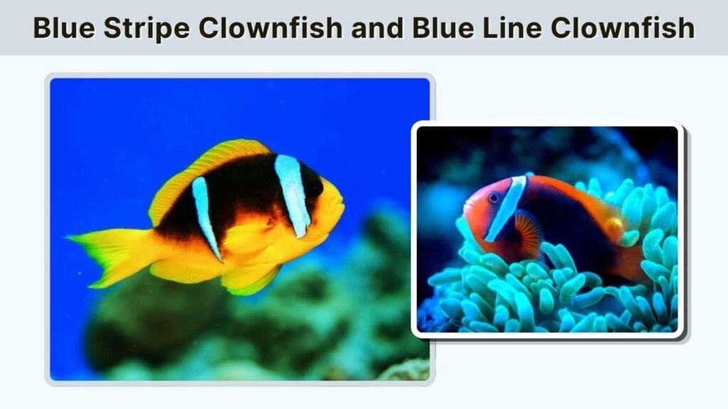 Blue Stripe Clownfish and Blue Line Clownfish