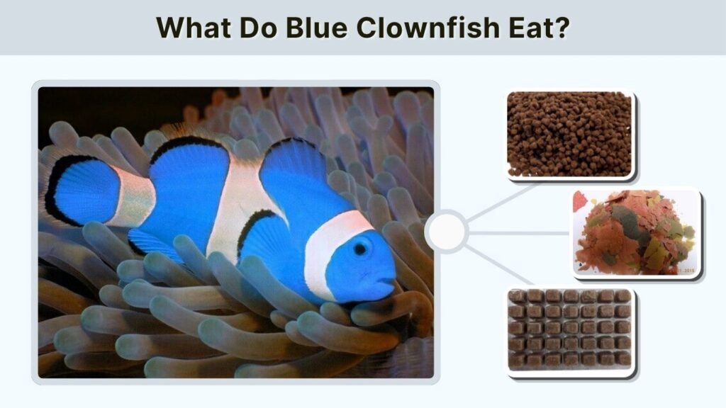 What Do Blue Clownfish Eat?